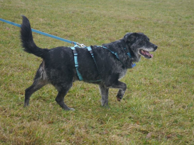 ♥JACKO♥ auf Pflegestelle bei Köln - unglaublich lieber und menschenbezogener Senior 51cm