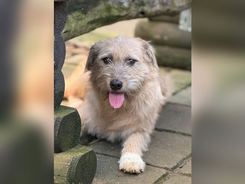 ♥CONNY♥ neu auf Pflegestelle bei Köln - zuckersüße, verschmuste, sensible Hündin 55 cm