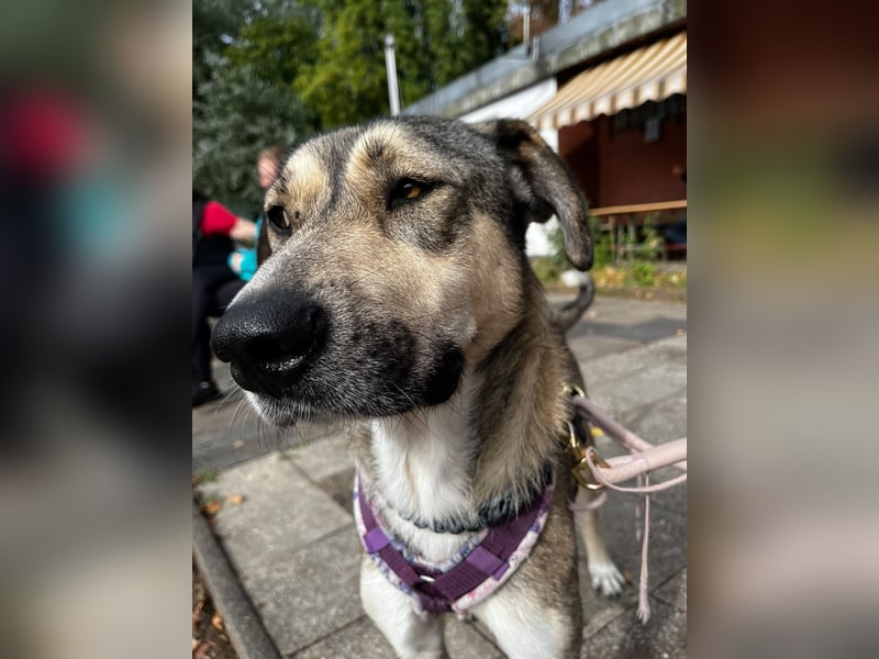 BRANA, tolle Charakterhündin, 2,5 Jahre, Pflegestelle 46359, 60 cm, Tierschutz Rumänien
