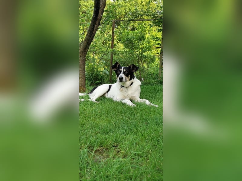 ♥AMANDA♥ auf Pflegestelle in Köln - süße, verschmuste und unkomplizierte Hündin 54 cm