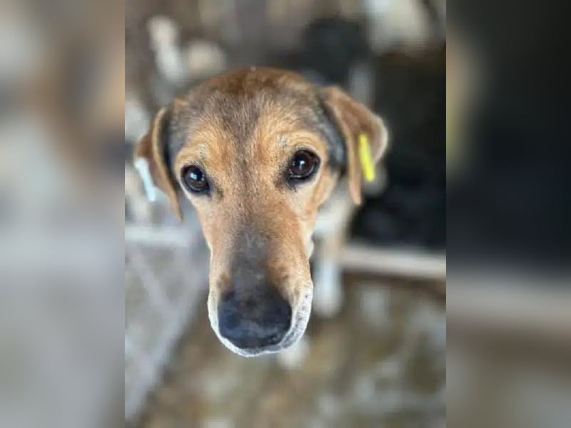 ♥STELLA♥ wunderbare, sehr liebe Seele von einer Hündin 53 cm