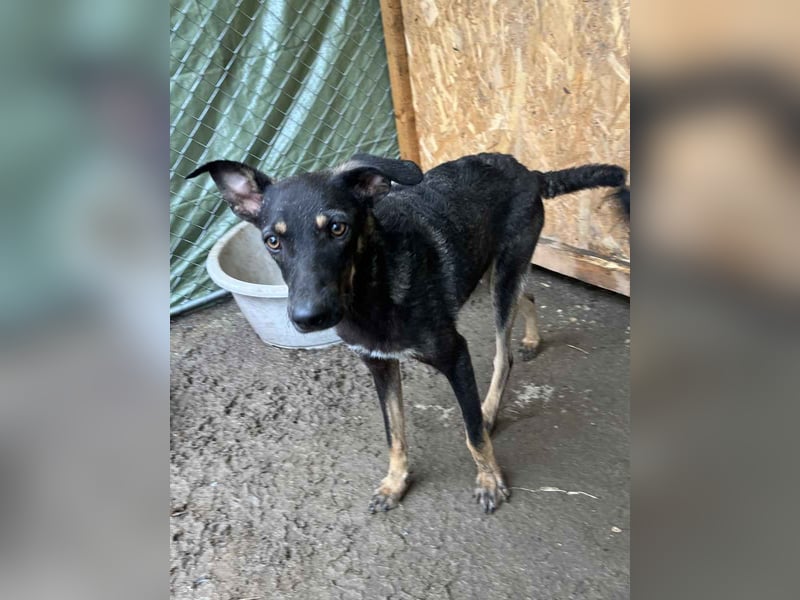 ⭐KUKI⭐, Hündin, Frohnatur, 9 Monate, 60 cm, Mischling, Tierschutz Rumänien