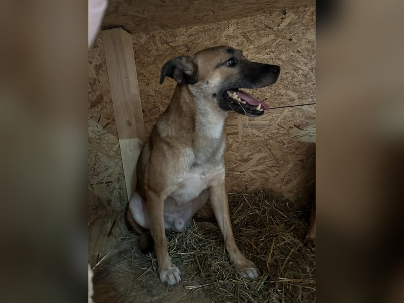 ⭐️FRIDO⭐️, schüchterner Kerl, 4,5 Jahre, 54 cm, Mischling, Tierschutz Rumänien
