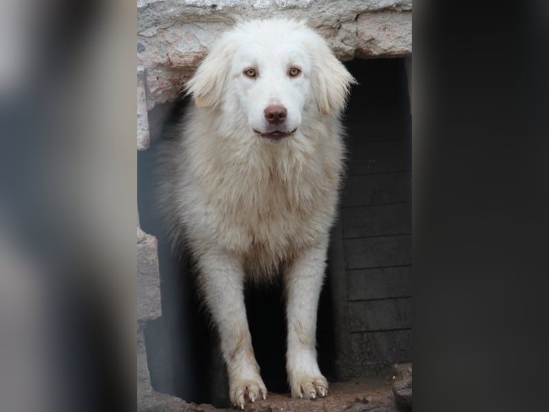 ⭐️DEXI⭐️, schüchterne Schönheit, Hündin, 1,5 Jahre, ca. 55cm, Mischling, Tierschutz Rumänien