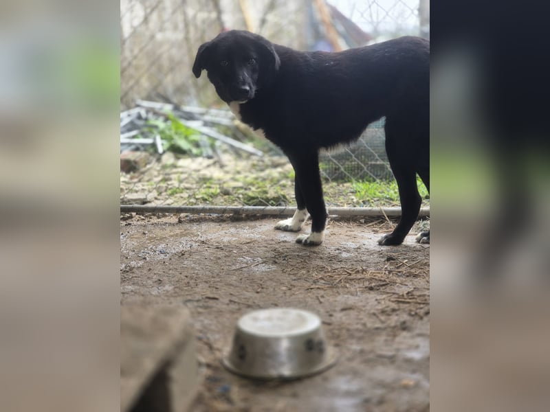 TAIN, sucht Hundeprofis, 10 Monate, 54 cm, Rüde, Herdenschutz-Mix, Tierschutz Rumänien