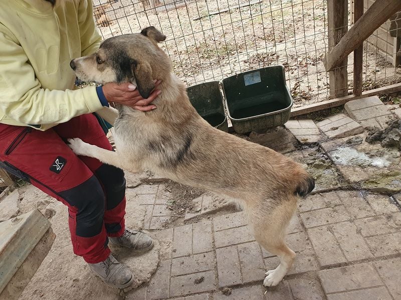 ♥QUENTIN♥ unglaublich menschenbezogener, verschmuster Rüde, der schon ein Zuhause hatte 55 cm