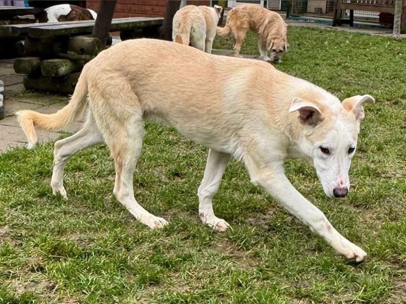 ♥SEPPI♥ neu auf Pflegestelle bei Köln - süßer, etwas zurückhaltender Junior 59 cm