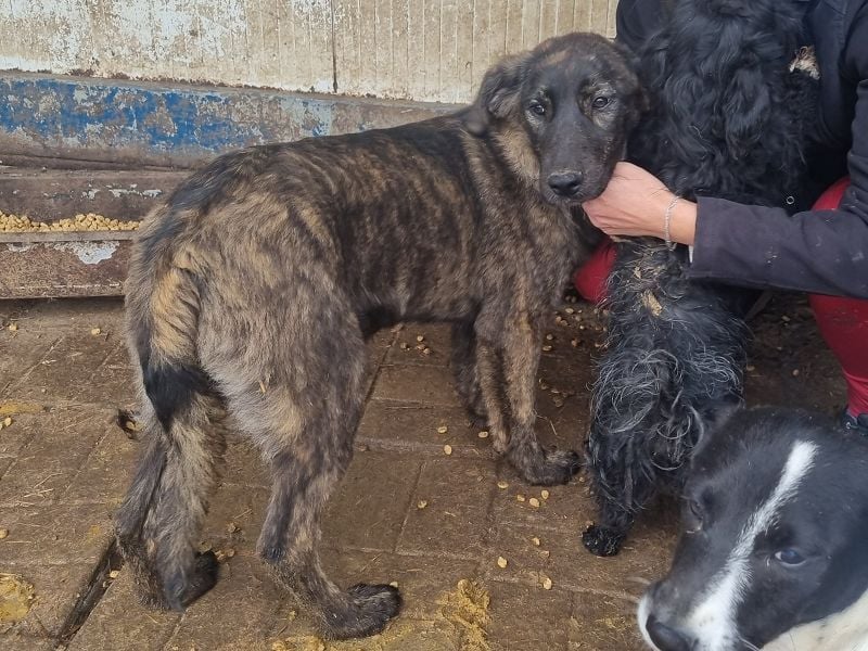 ♥MELISSA♥ unfassbar menschenbezogene, wunderschöne gestromte Junghündin - wird größer