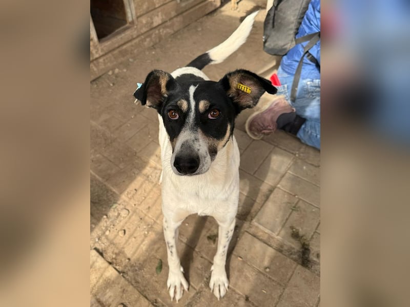 ♥AMANDA♥ süße, anhängliche, verschmuste und unkomplizierte Hündin 54 cm