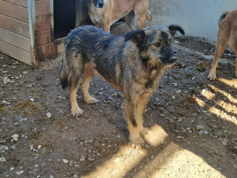 ♥VITO♥ sehr lieber, total süßer, noch etwas vorsichtiger Rüde, der sicher schnell auftaut 55 cm ♥VITO♥ sehr lieber, total süßer, noch etwas vorsichtiger Rüde, der sicher schnell auftaut 55 cm