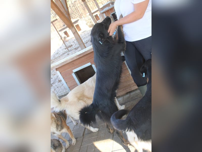 ♥RABAN♥ ganz menschenbezogener, sehr liebenswerter Rüde mit den schicken Stiefeln 57cm