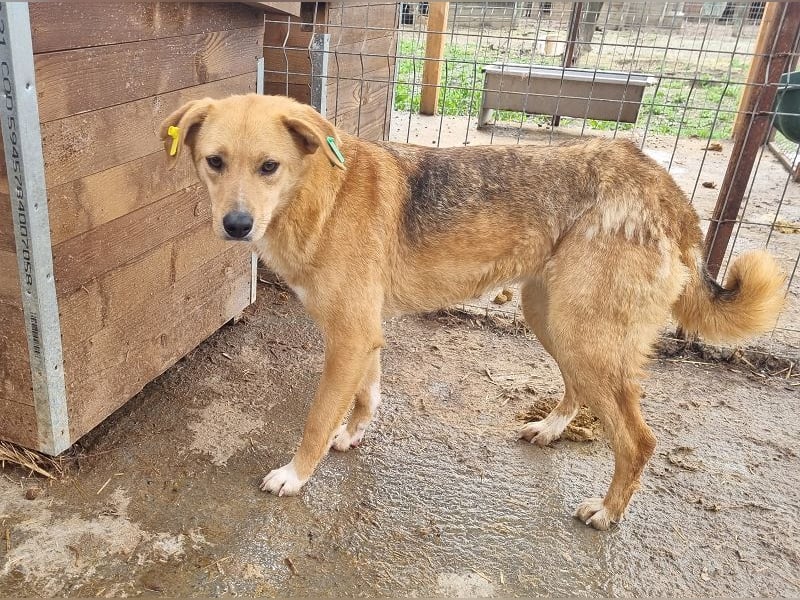 ♥LUCIA♥ süße, zarte Hündin, die vom Tierheimleben eingeschüchtert ist 54 cm
