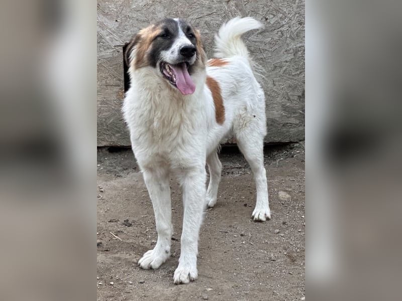 ⭐️JAMY⭐️, Herzblatt, Rüde, 2,5 Jahre, 55 cm, Mischling, Tierschutz Rumänien