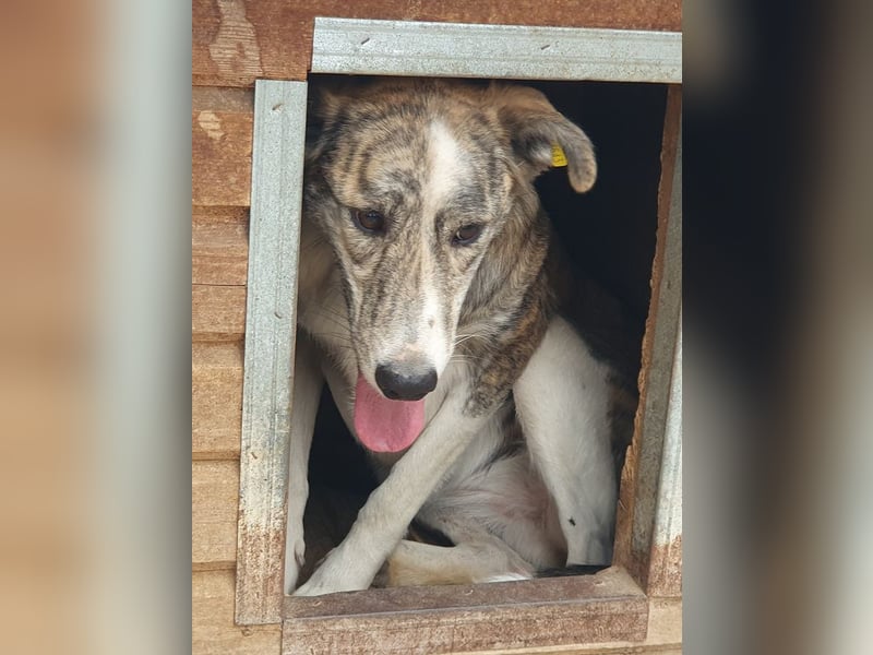 NOTFALL ♥MAJA♥ wunderschöne gestromte, ganz liebe Hündin, die gemobbt wird 60cm