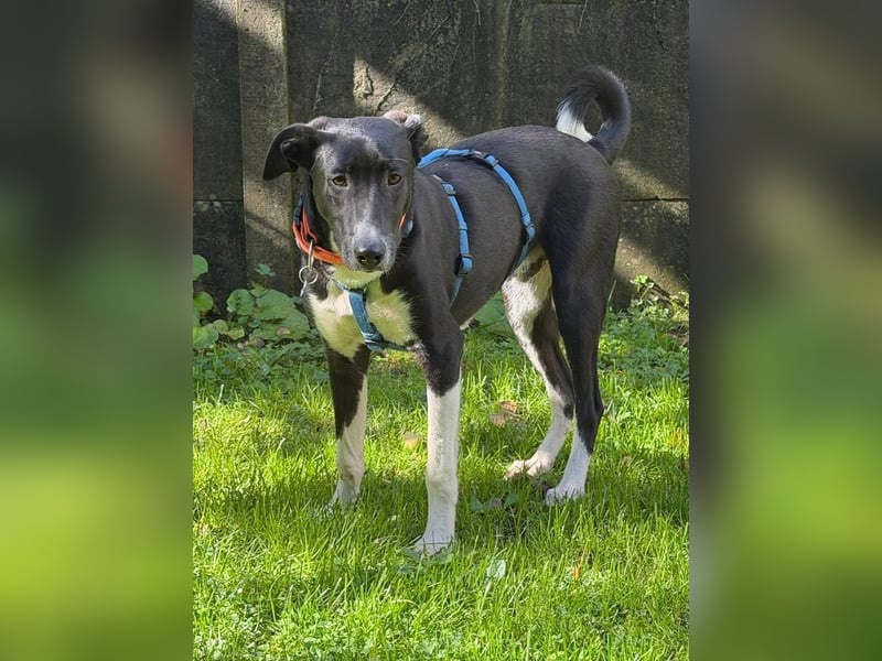 ♥ARNO♥ auf Pflegestelle bei Duisburg - bildhübscher, fröhlicher, verspielter Junior 53cm