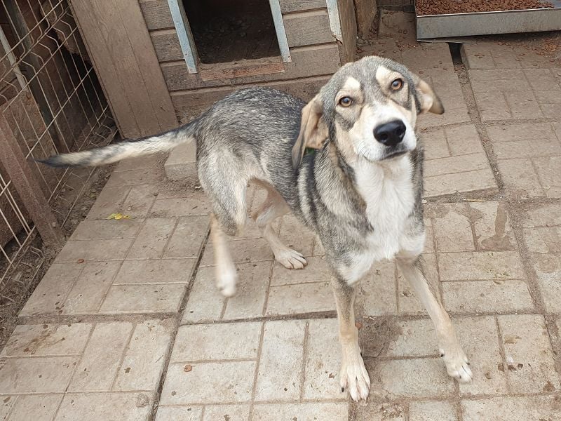 ♥FARO♥ richtig hübscher, ganz aufgeschlossener, ausgeglichener, unkomplizierter Jungrüde 57cm