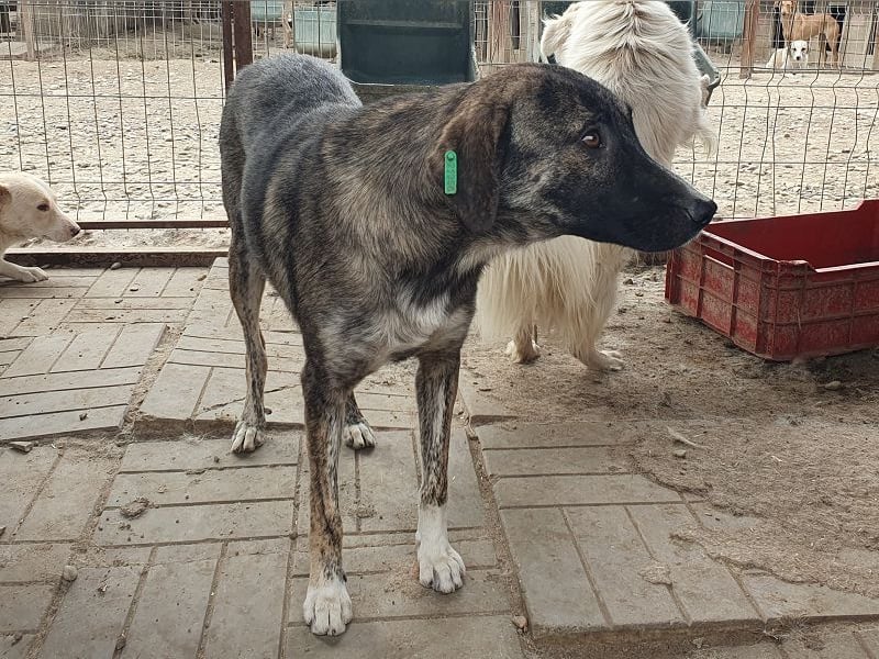 ♥FREDDY♥ süßer, sanfter, ruhiger Junghund mit einer sehr angenehmen zurückhaltenden Art 54 cm