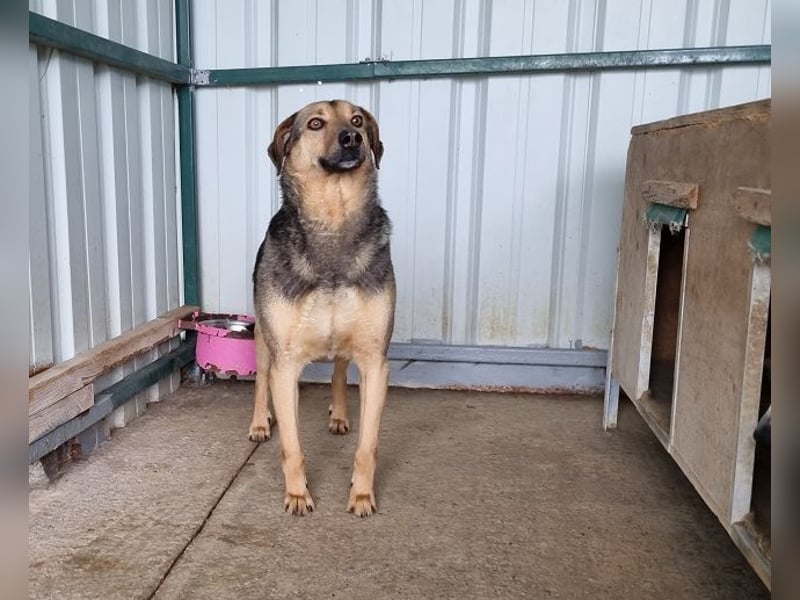 ♥BENJI♥ wunderbarer Rüde: verschmust, anhänglich, ganz lieb 52 cm