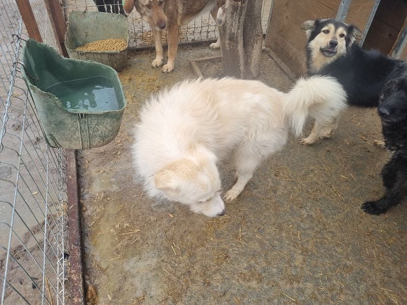 ♥TIBO♥ hübscher, süßer, sehr zutraulicher Rüde 55 cm