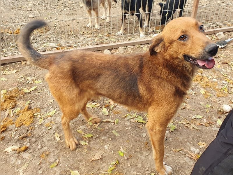 ♥GINO♥ 53 cm; Wer einen aufgeschlossenen, lebensfrohen Rüden sucht, ist bei Gino genau richtig