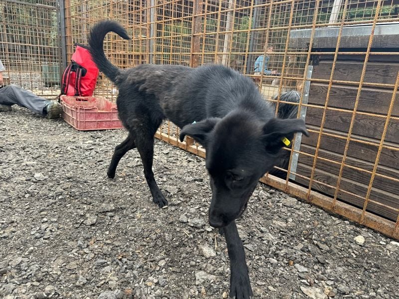 ♥MAYRA♥ verschmuste, äußerst menschenbezogene, wunderschöne zarte schwarze Hündin 53 cm