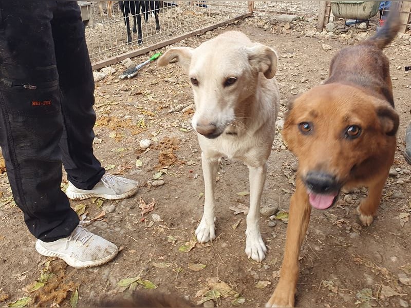 ♥GINO♥ 53 cm; Wer einen aufgeschlossenen, lebensfrohen Rüden sucht, ist bei Gino genau richtig