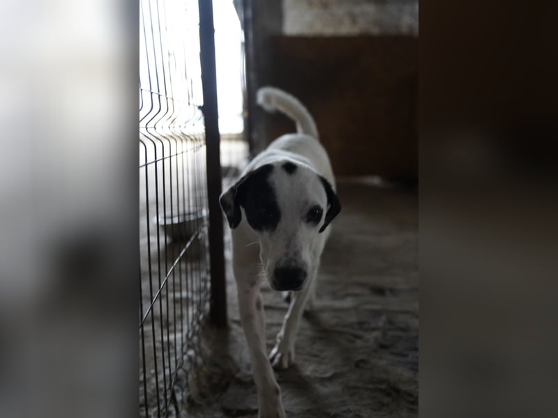 Notfell⭐️GEORGIA⭐️, traumhafte, junge Hündin, 2,5 Jahre, 57cm, Mischling, Tierschutz Rumänien