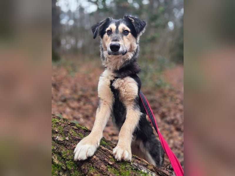 ♥ISABELLA♥ neu auf PS bei Köln - lebendige, kluge Schönheit mit ganz weichem Fell 51cm