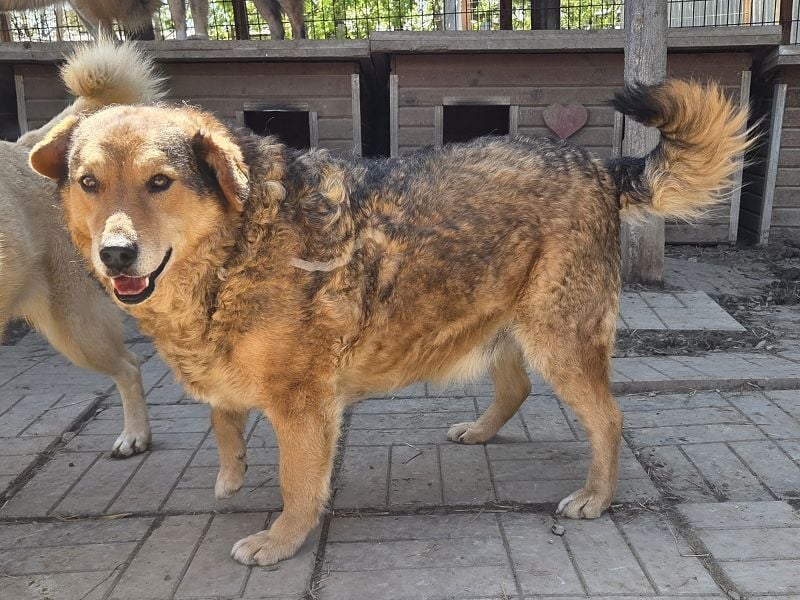 ♥BOSKO♥ verschmuster, bezaubernder, lockiger Rüde - eine echte Knutschkugel 51 cm