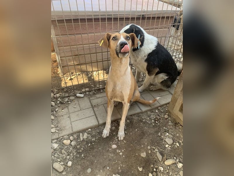 ♥OLIVIA♥ zuckersüße, sehr liebe Hündin, die im Tierheim anfangs noch vorsichtig ist 59 cm