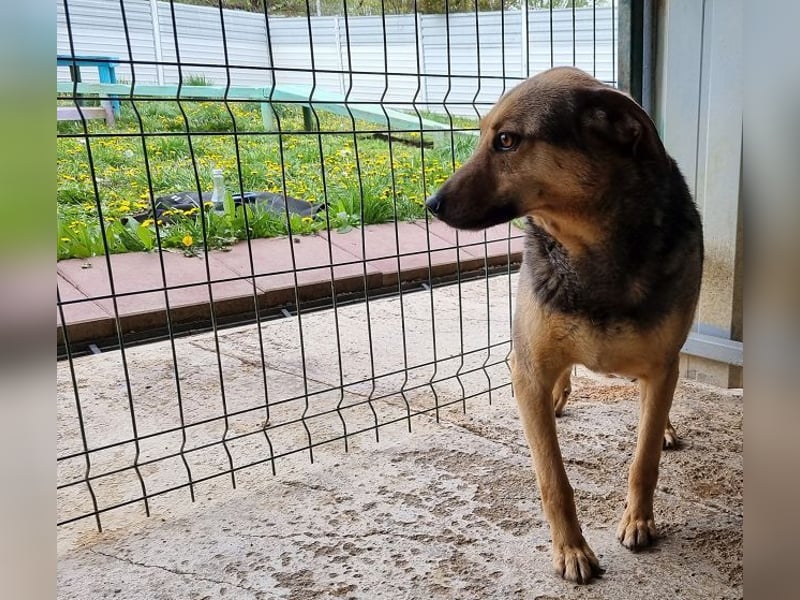 ♥BENJI♥ wunderbarer Rüde: verschmust, anhänglich, ganz lieb 52 cm