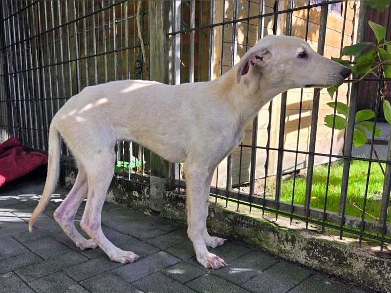 ♥NALA♥ am 11.Okt bei "Tiere suchen ein Zuhause" - süße, verschmuste, viel zu dünne Juniorin 53 cm