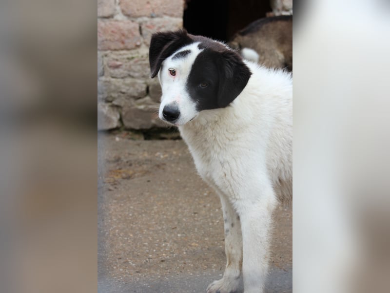 ⭐️SNOOPY⭐️, Spaßvogel und Spielkamerad, Rüde, 1,5 Jahre, 51 cm, Mischling, Tierschutz Rumänien