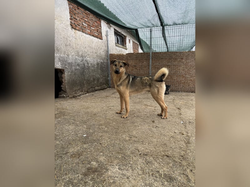 ⭐️WUTZL⭐️, liebevoller Rüde, 3 Jahre, 54 cm, Mischling, Tierschutz