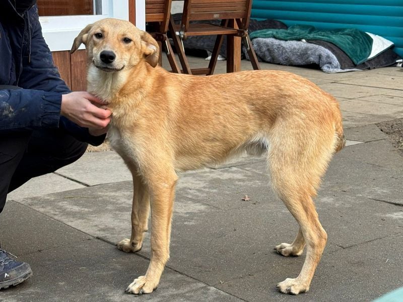 ♥GORBI♥ auf Pflegestelle bei Köln - aufgeschlossener, fröhlicher, anhänglicher Junior 52 cm