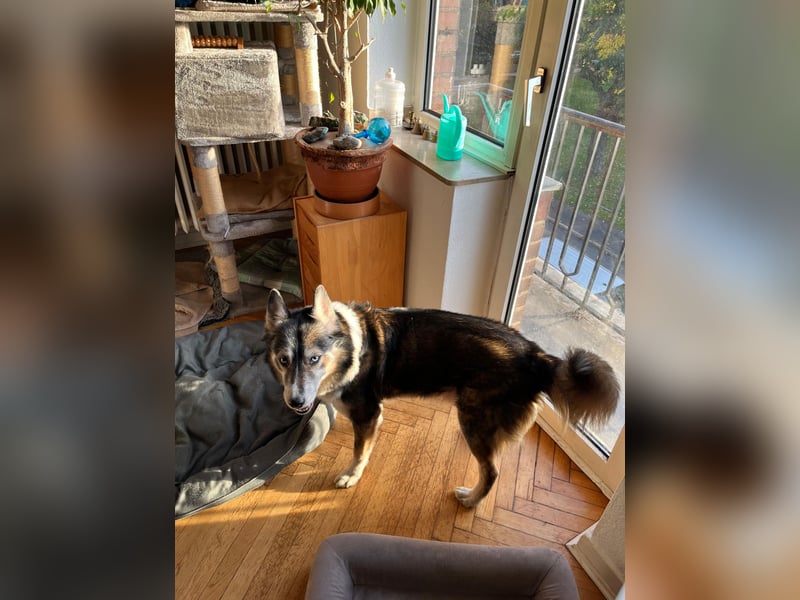 PUCKI, Husky-Border Collie-Mix, 7 Jahre, 60 cm, Pflegestelle Düsseldorf, Tierschutz