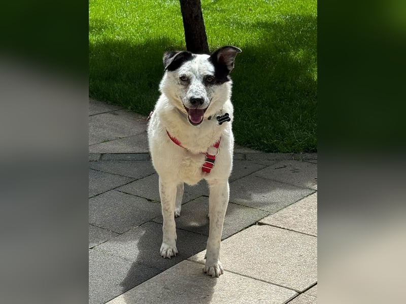 ♥KOBOLD♥ auf Pflegestelle in Essen - hübscher, ganz lieber, sensibler Hundejunge 51 cm