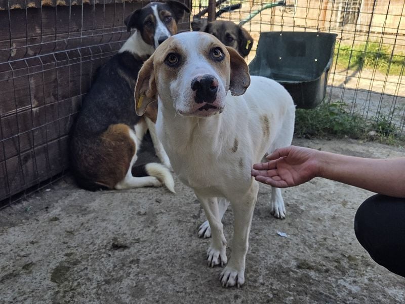♥MARIAN♥ hübscher, sehr menschenbezogener Rüde, der sicher ein toller Begleiter wird 55 cm