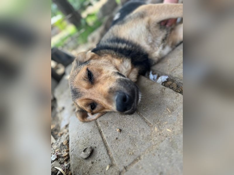 ♥VITA♥ sehr zutrauliche, liebe, neugierige Schmusebacke 52 cm