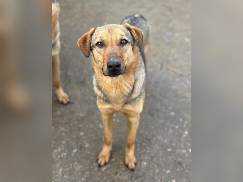 ⭐️WUMMEL⭐️, toller Hundekumpel, Rüde, 2,5 Jahre, 52 cm, Mischling, Tierschutz Rumänien