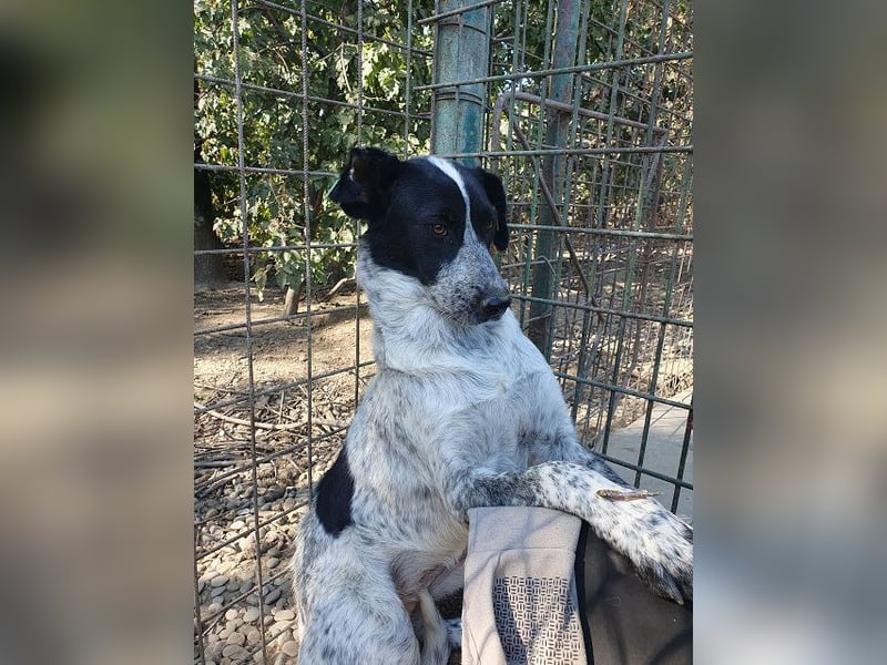 ♥NELIA♥ hübsche, weiß gepunktete, süße Hündin mit einem sensiblen, zurückhaltenden Wesen 56 cm