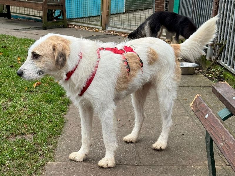 ♥MARLON♥ auf Pflegestelle bei Köln - hübscher, sehr menschenbezogener, kluger und aktiver Rüde 54 cm