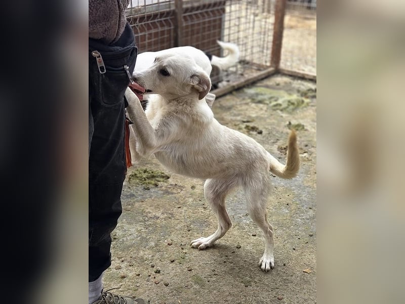 ♥BIANCA♥ fröhliche, verspielte und verschmuste Junghündin, die sich nach Zuwendung sehnt 55 cm
