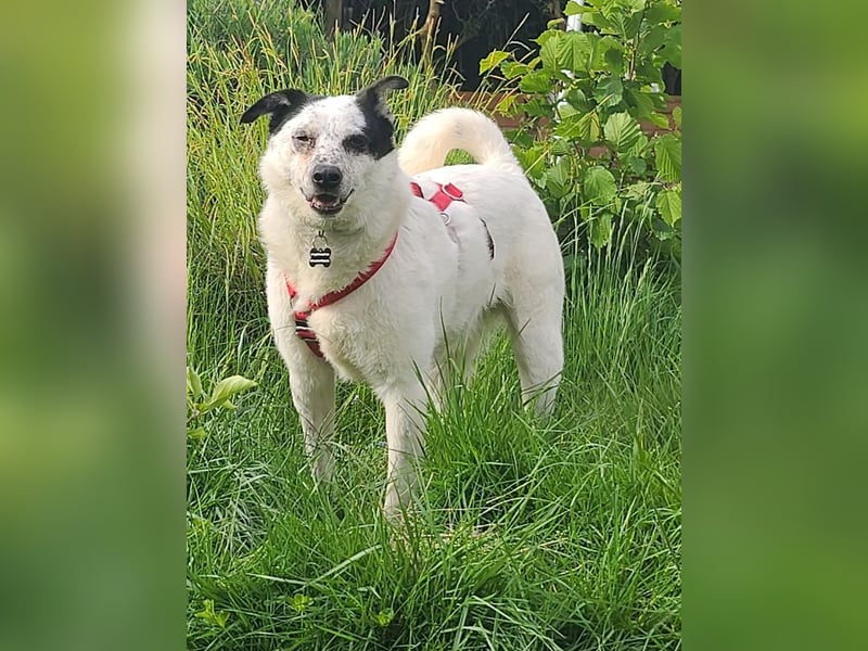 ♥KOBOLD♥ auf Pflegestelle in Essen - hübscher, ganz lieber, sensibler Hundejunge 51 cm