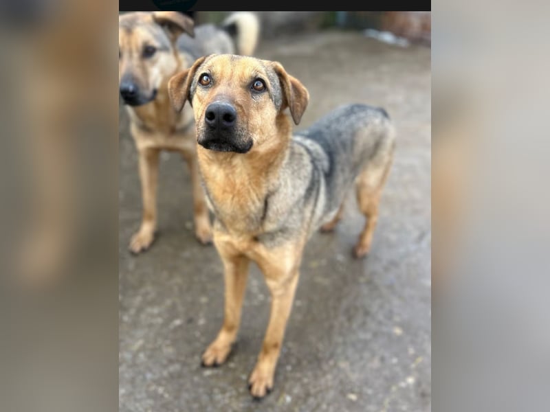 ⭐️WUMMEL⭐️, toller Hundekumpel, Rüde, 2,5 Jahre, 52 cm, Mischling, Tierschutz Rumänien