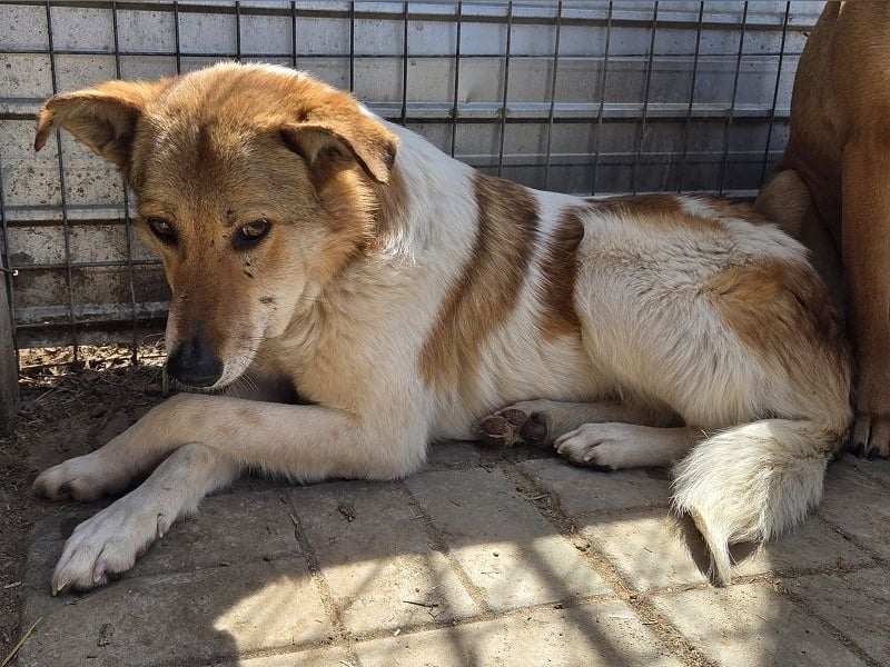 ♥SALINA♥ hübsche, so liebenswerte, sensible Hündin, die unglaubliche 5 Jahre im Tierheim wartet 56cm