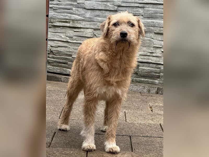 ♥CONNY♥ neu auf Pflegestelle bei Köln - zuckersüße, verschmuste, sensible Hündin 55 cm