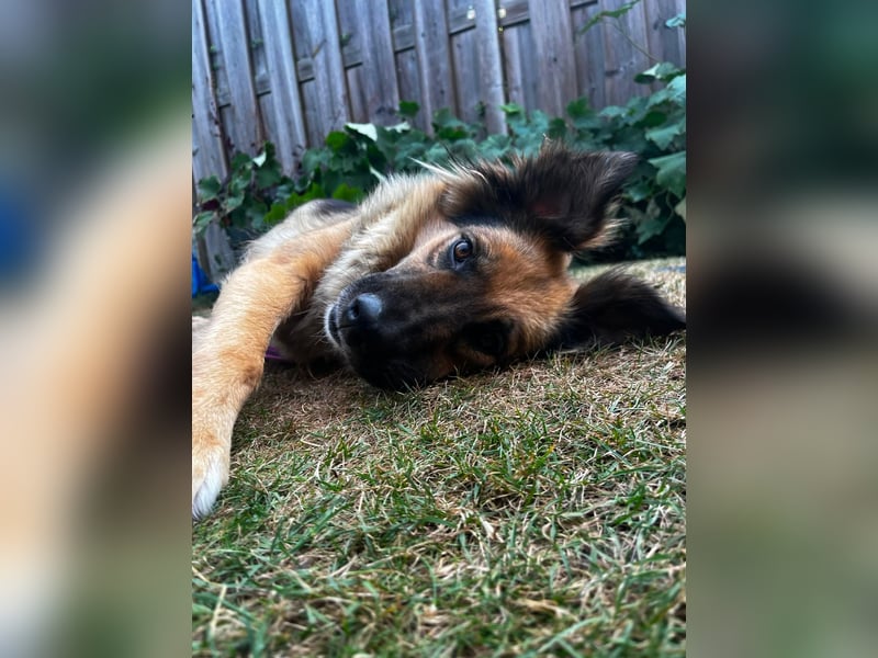 DIANA, coole Begleiterin, 4 Jahre, 55 cm, Pflegestelle Duisburg, Tierschutz Rumänien