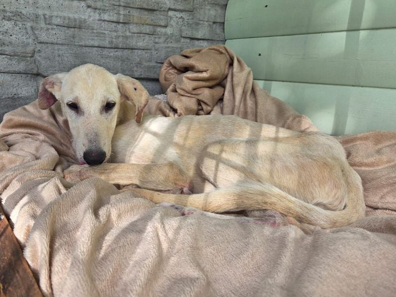 ♥NALA♥ am 11.Okt bei "Tiere suchen ein Zuhause" - süße, verschmuste, viel zu dünne Juniorin 53 cm