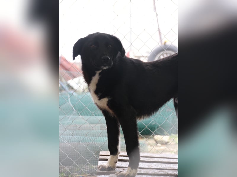 TAIN, sucht Hundeprofis, 10 Monate, 54 cm, Rüde, Herdenschutz-Mix, Tierschutz Rumänien